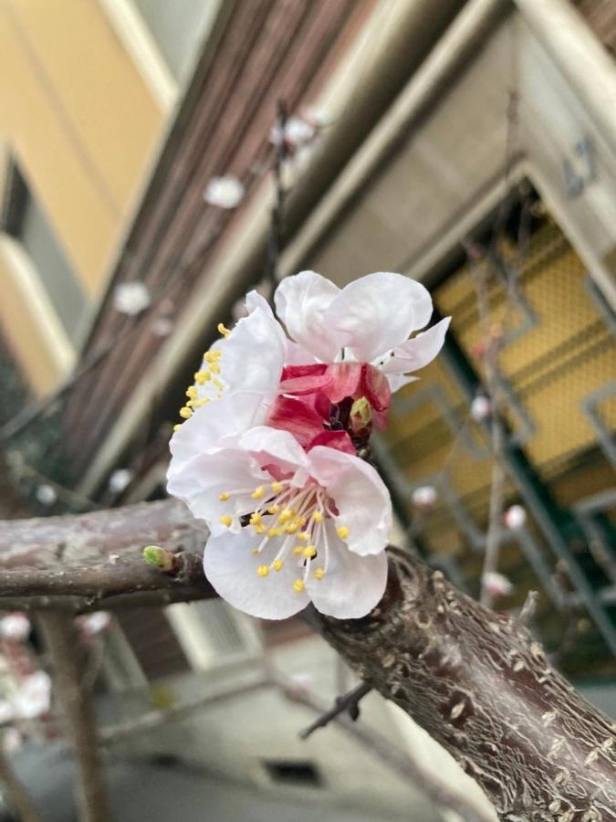 Our Home In Rome - Via Machiavelli Екстериор снимка